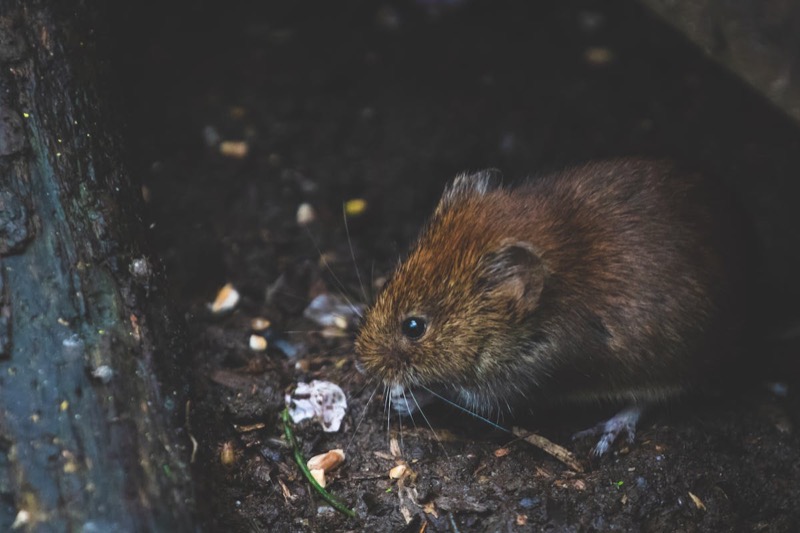 Preventing Rodent Infestations in Urban and Suburban Homes